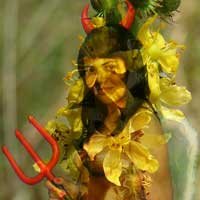 O Carnaval E O Floral Agrimony