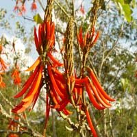 Flor de Mulungu - Fotógrafo: Henrique Vieira Filho